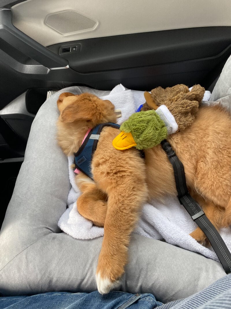 Dog sleeping in backseat of car