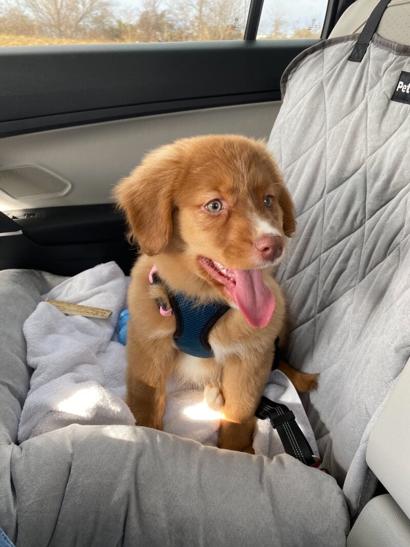 Dog sitting in car seat with tongue sticking out