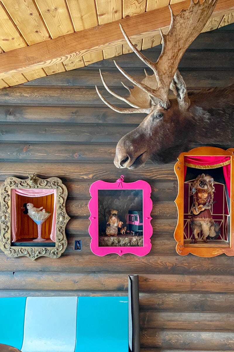 a wood paneled wall with a taxidermy moose head and several colorful frames containing taxidermy
