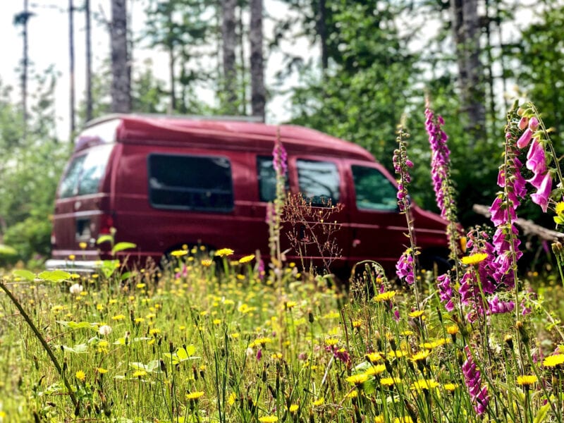 a red van sits in the woods surrounded by purple wildflowers