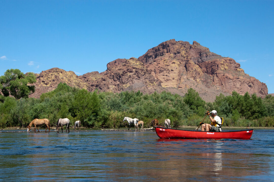 A man paddling a canoe while looking at wild horses grazing in the water