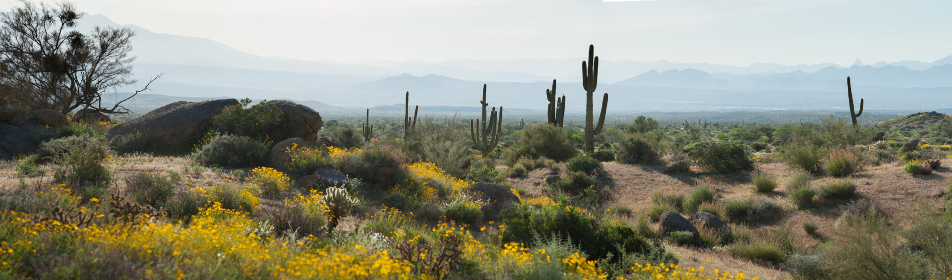 a desert landscape with yellow flowers, cacti and mountains in the background