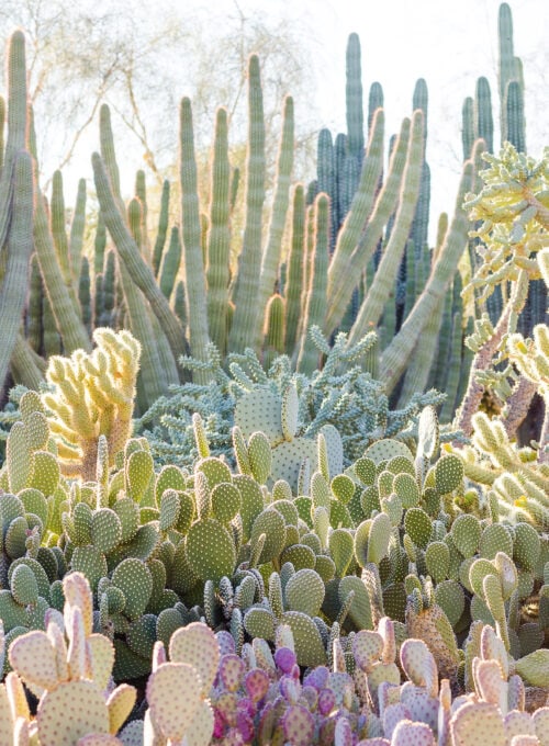 The best outdoor museums and gardens in Greater Phoenix