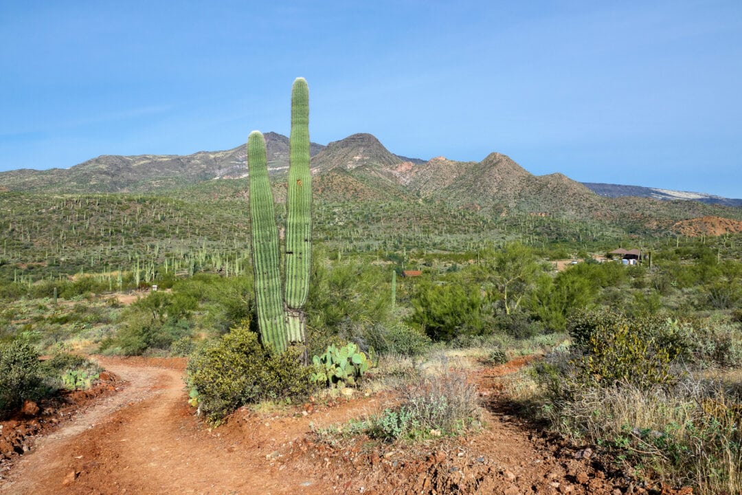 Large cactuses sprawled out beneath beautiful mountains