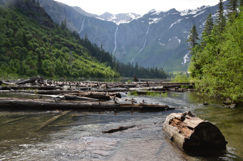 A stream with logs and downed trees in it and mountains in the background at Glacier National Park.
