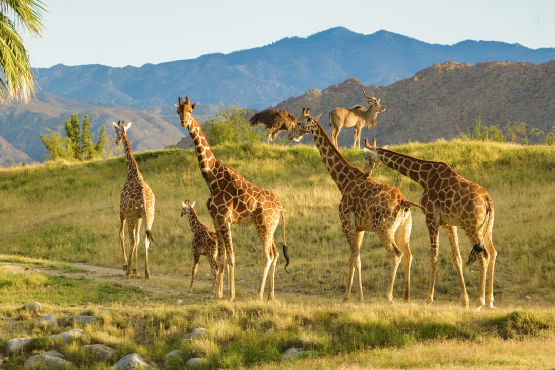 Giraffes at The Living Desert Zoo and Gardens