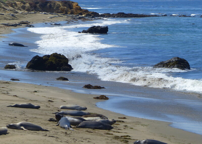 Sea lions on the coast of California