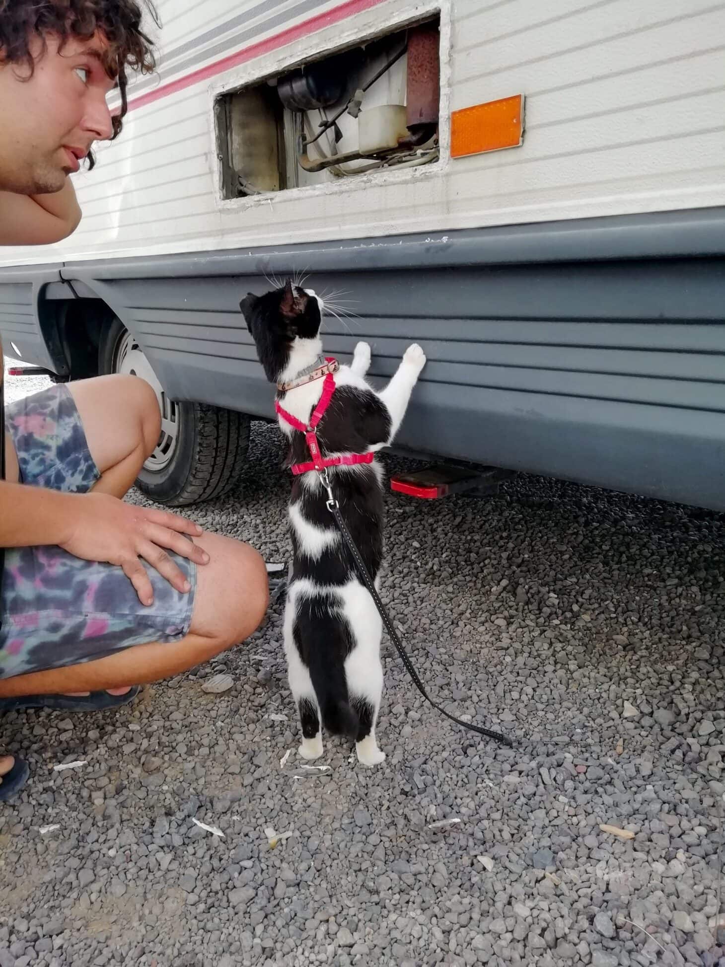 Man and cat inspecting the exterior of a three-way refrigerator on an RV.