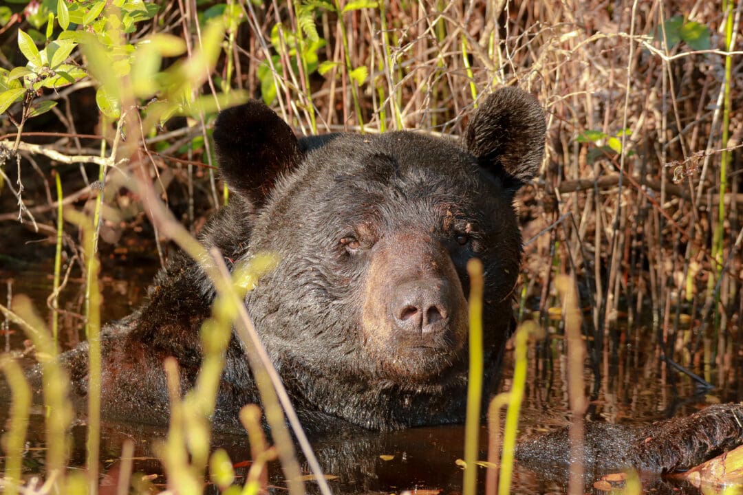 Closeup of black bear in murky water among reed