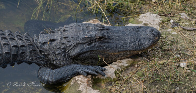 a close up of an alligator half on land and half in water