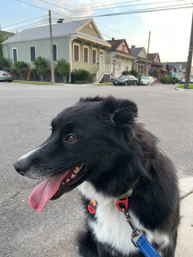 a small black and white dog sticks its tongue out on a street with houses in the background