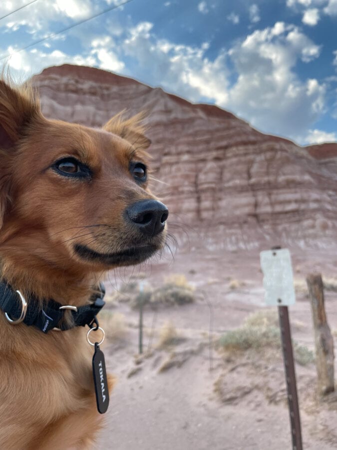 a small brown dog poses in front of a red rock formation