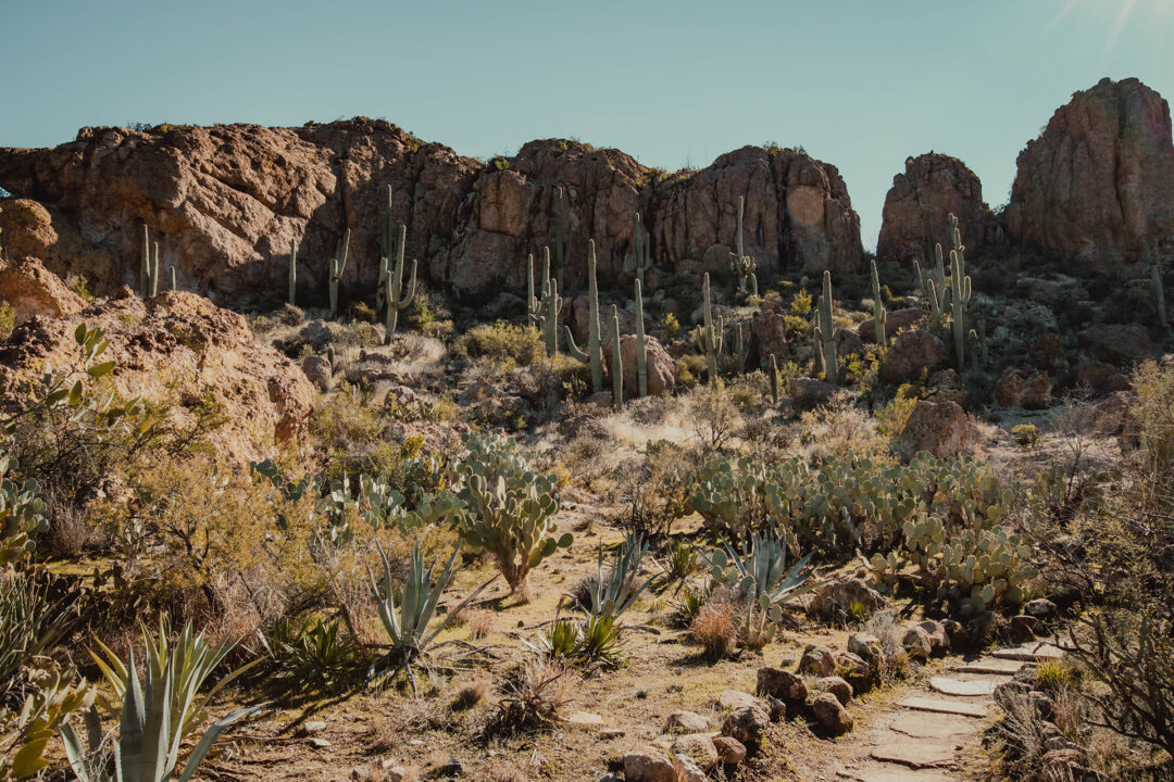 a desert landscape with cacti, rock formations and desert plants