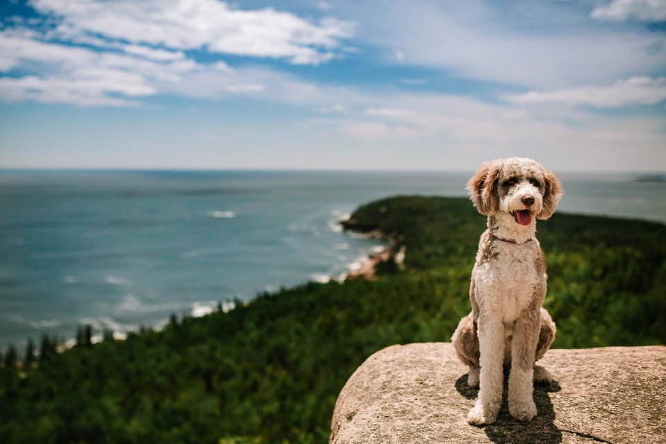 A dog sitting on the top of a bluff at Acadia National Park