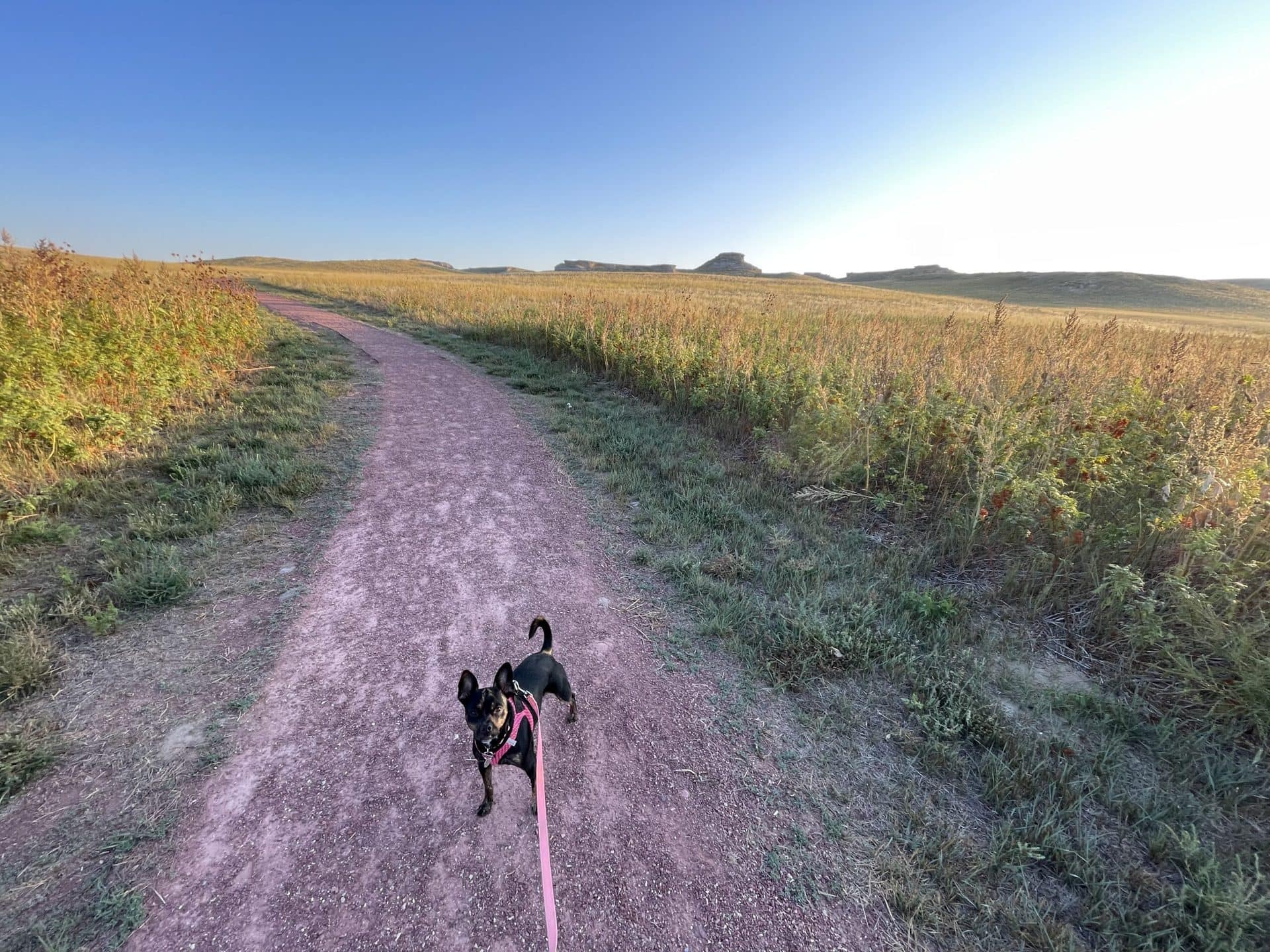 Dog standing on a trail through the Agate Fossil Beds