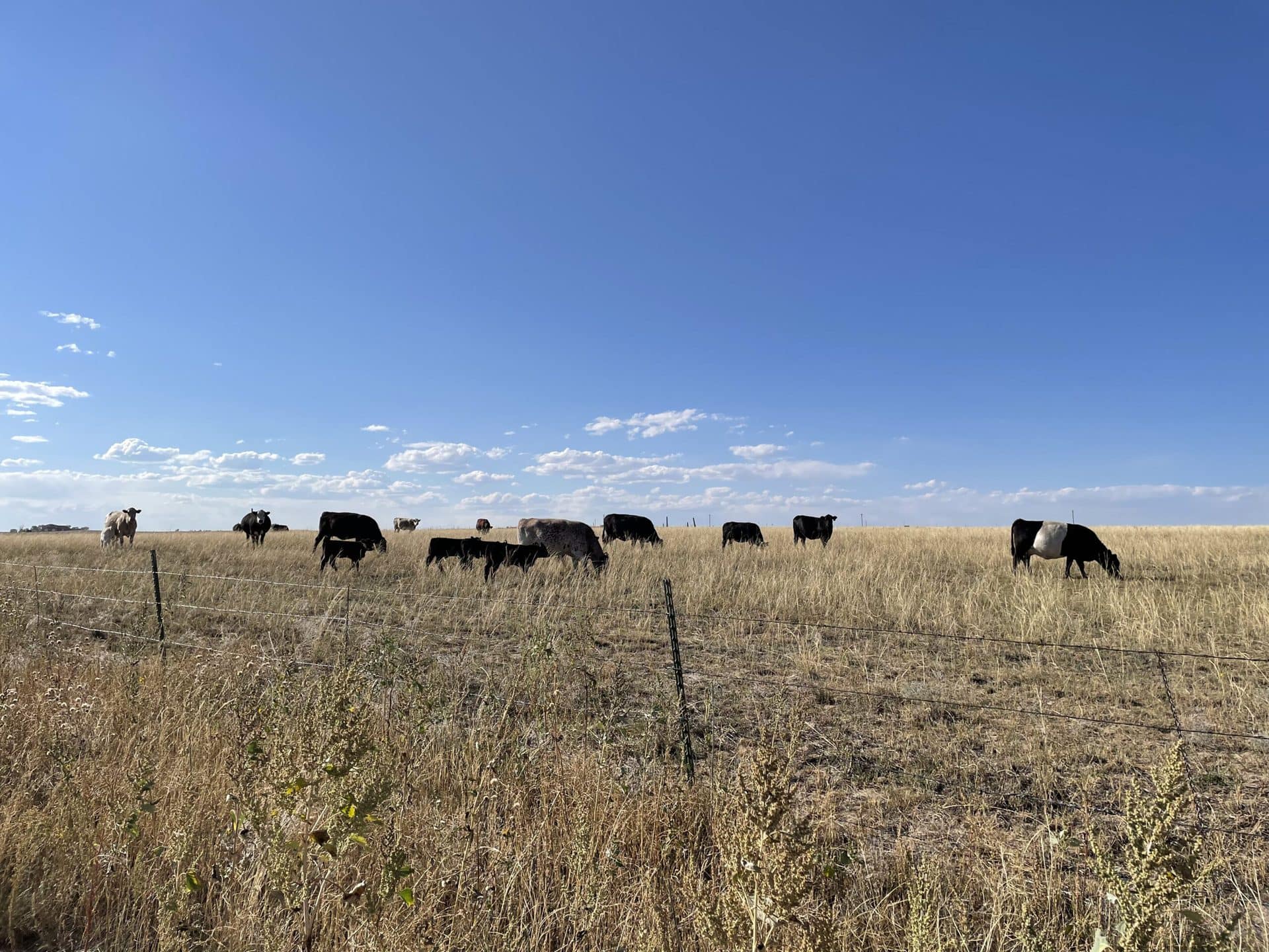 Cows in a field near a campsite.
