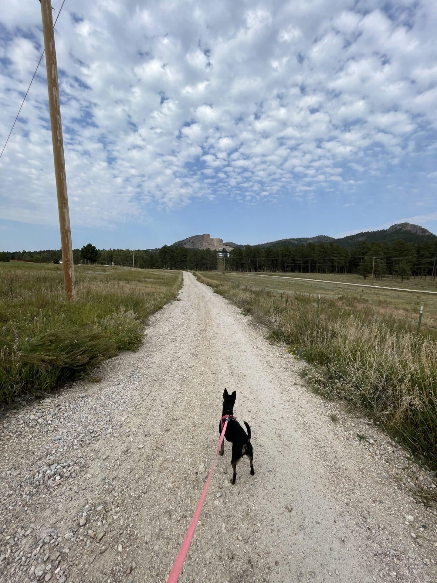 Dog walking on a trail that leads to the Crazy Horse Monument
