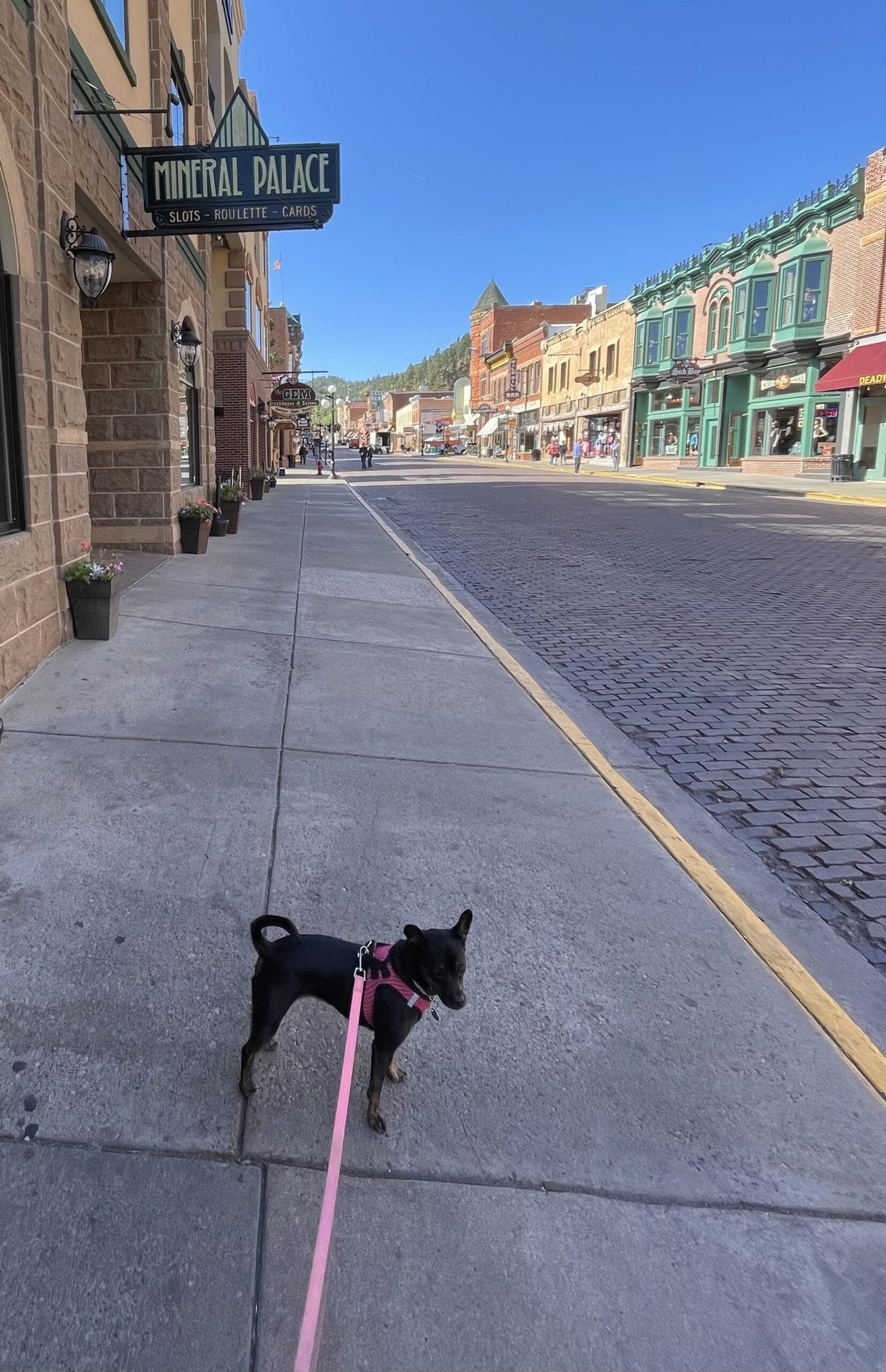 Dog standing in a street of Deadwood where the building resemble and Old Western