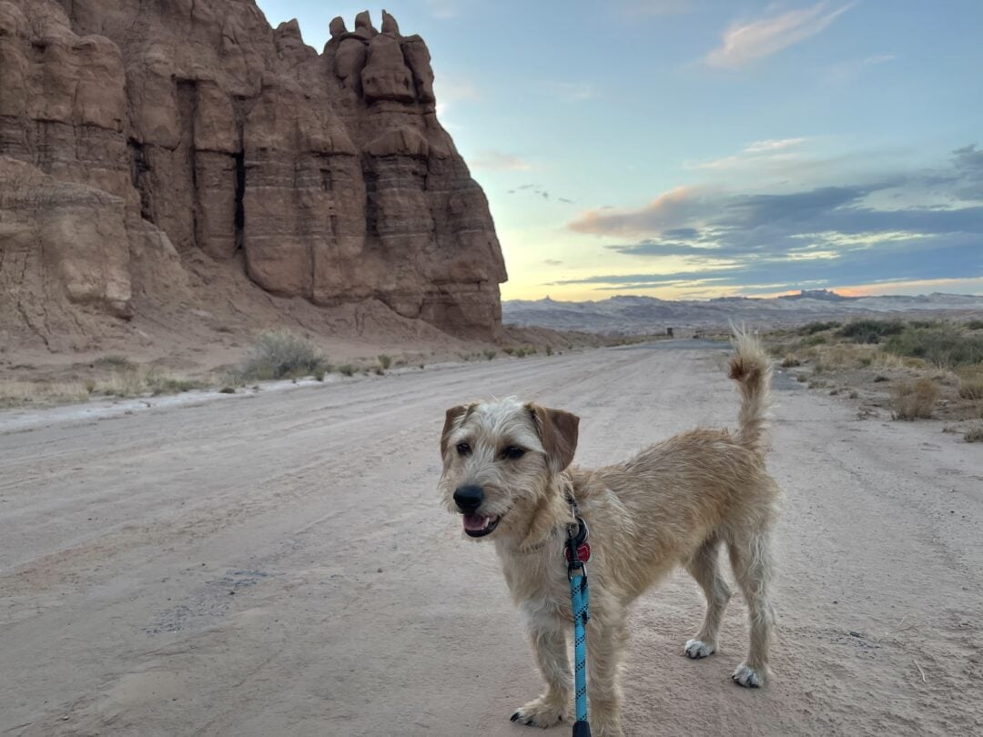 Small dog standing on a dirt/sand roadway with red rock formations behind it