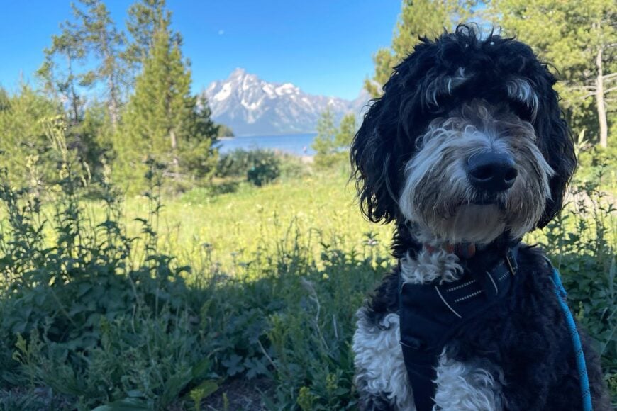 Your pup can be a BARK Ranger at these dog-friendly national parks