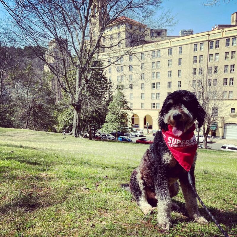 A black and white dog with a red bandana sitting in the grass at Hot Springs National Park
