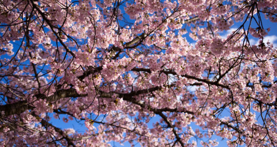 Where to find the best cherry blossoms outside of Washington, D.C.’s Tidal Basin