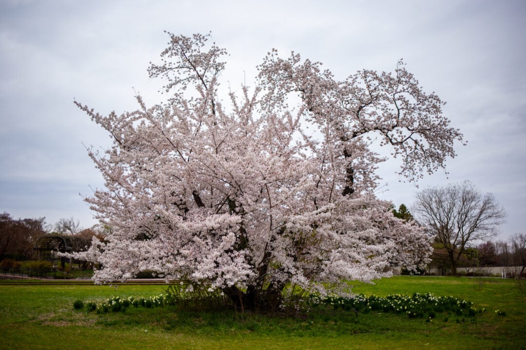 a cherry blossom tree with light pink flowers in the middle of a field