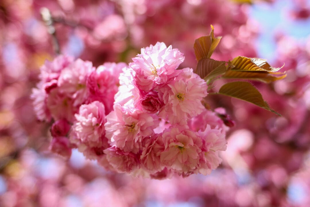 a close up of a cluster of pink cherry tree blossoms