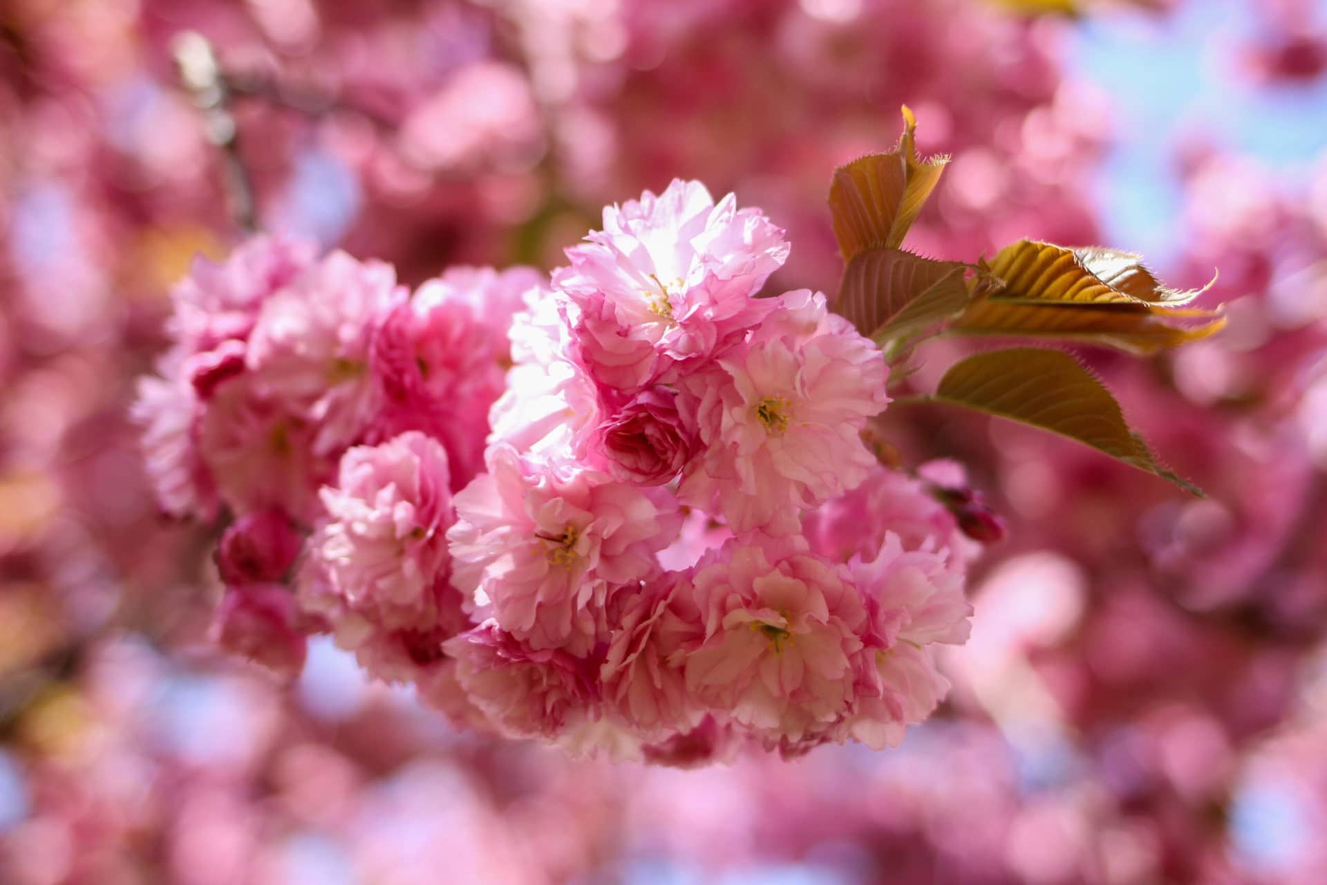 Where to find the best cherry blossoms outside of Washington, D.C.’s ...