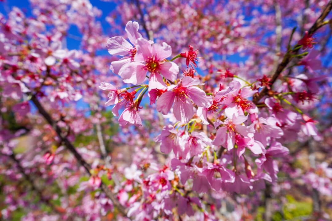Close-up of bright pink cherry blossoms