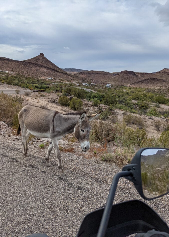 A burro walking down a paved road surrounded by desert