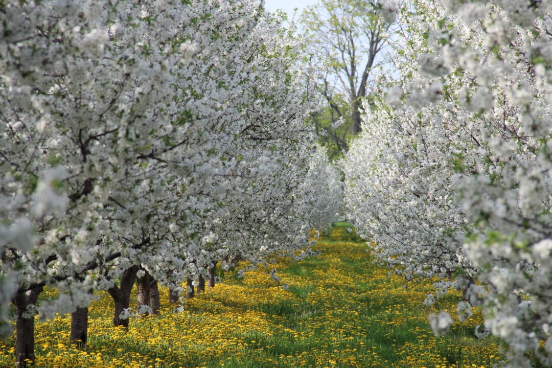 rows of trees in a cherry orchard bloom with white flowers