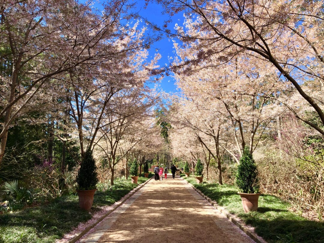 a tunnel of cherry trees with pink blooms