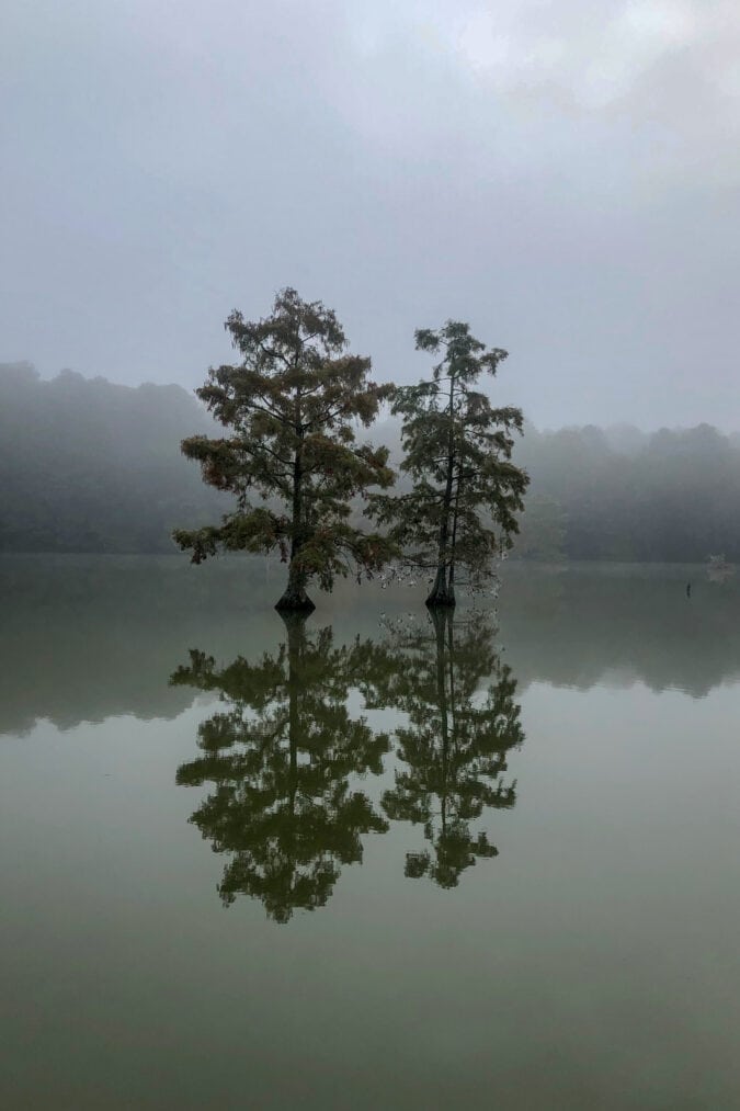 two trees rise out of the water and are reflected in its surface under gray foggy skies