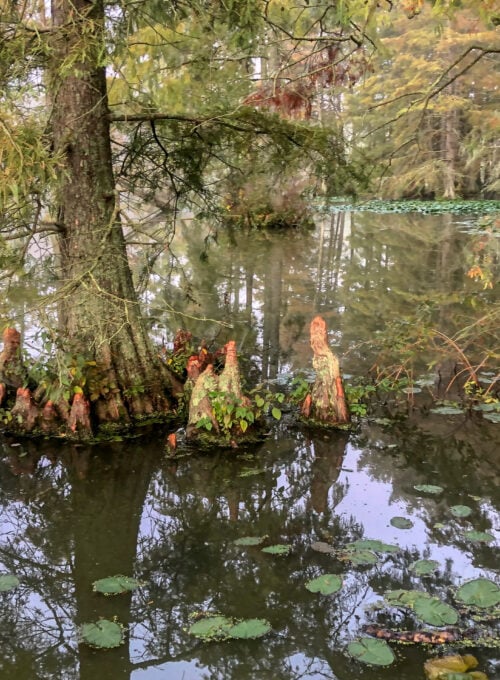Glide through Delaware's Trap Pond, home to a stunning bald cypress stand