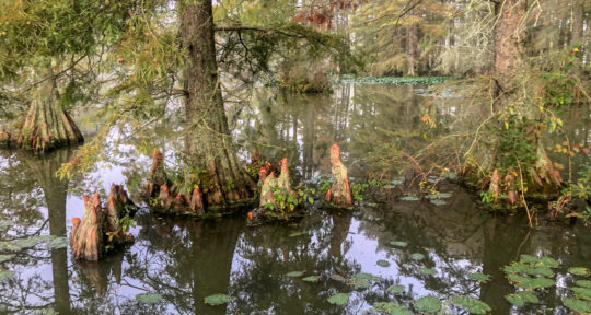 Glide through Delaware’s Trap Pond, home to a stunning bald cypress stand