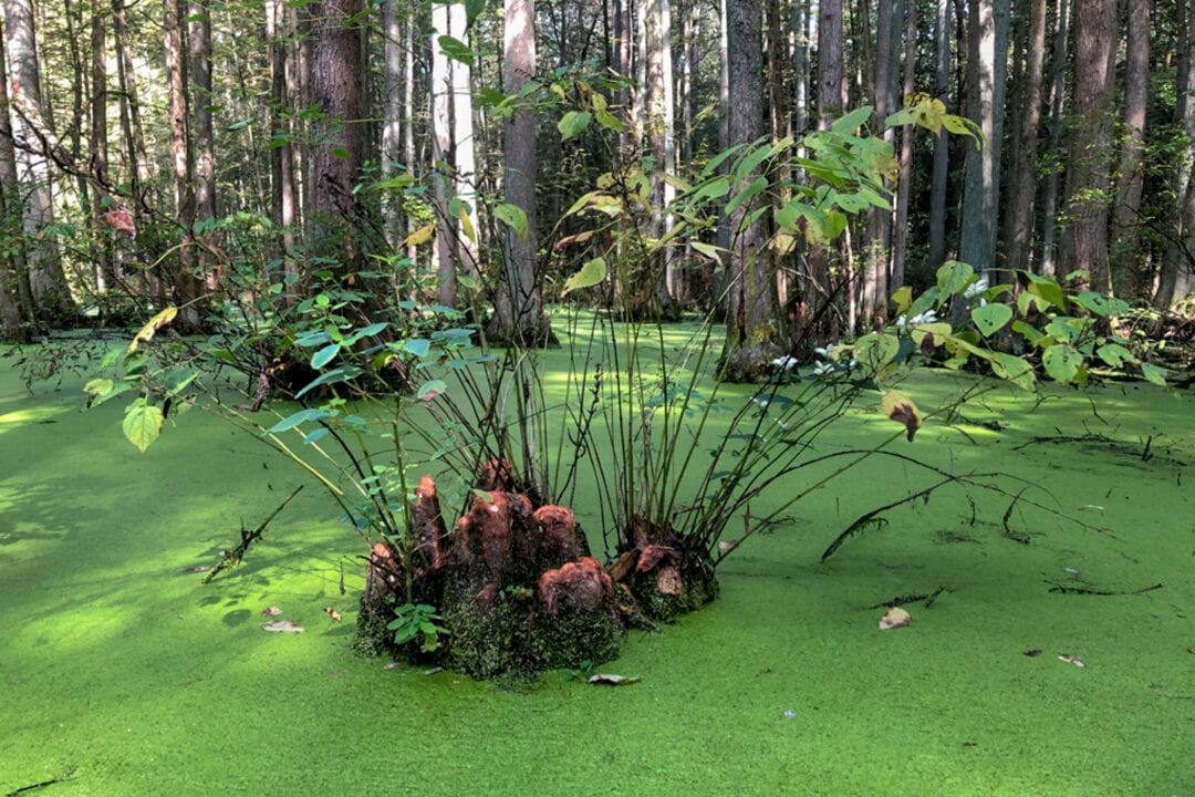 A pond covered in bright green duckweed with tree trunks surrounding the water