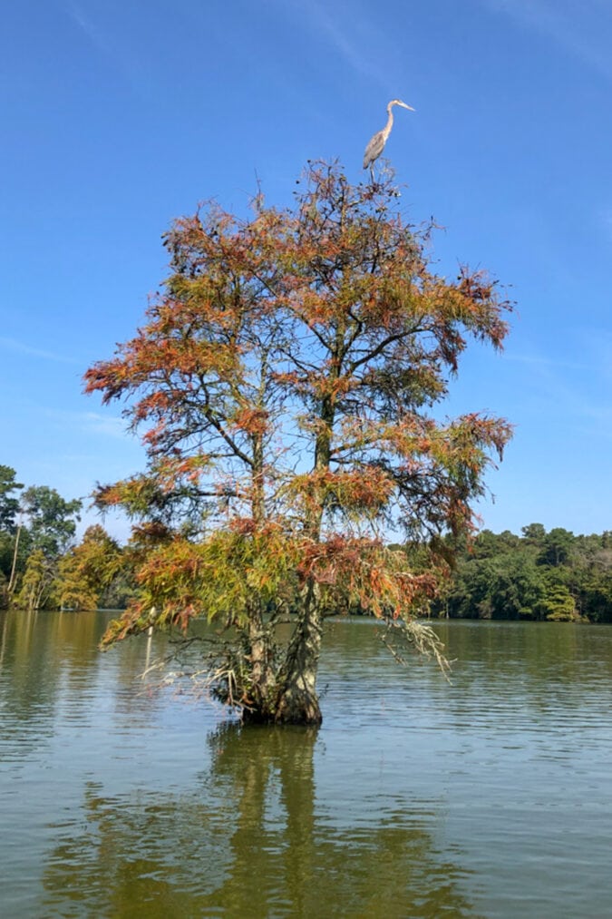 A tree rises from the middle of a pond under blue skies with red and orange foliage