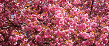 A cherry blossom road trip