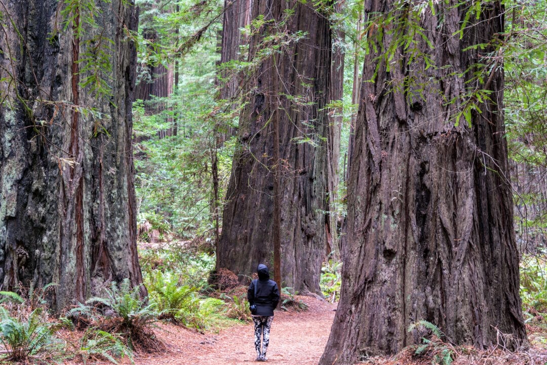 Woman standing in a forest among giant redwood trees 