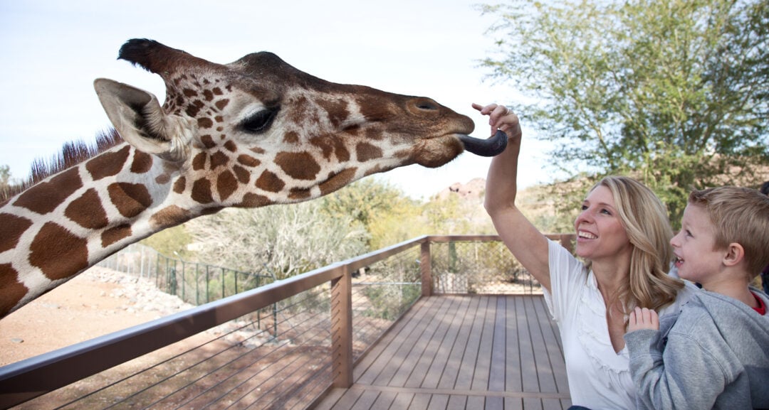 A woman carrying a child reaches up to touch the tongue of a giraffe 
