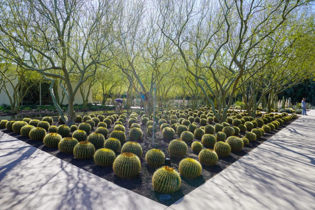 A garden of cactuses lined up in neat rows