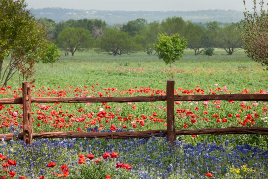 a wooden fence in a field of red and blue wildflowers surrounded by greenery