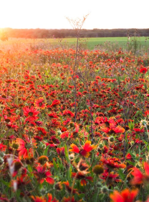 Catch the beautiful blooms at the largest working wildflower farm in the U.S.