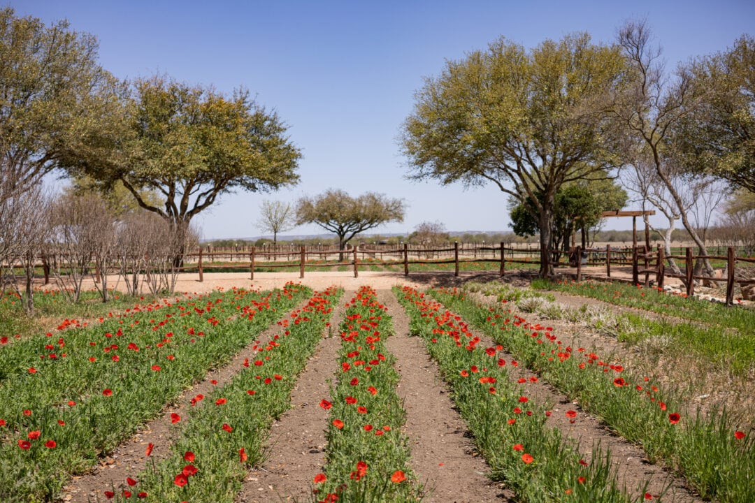 neat rows of red wildflowers on a farm under a blue sky