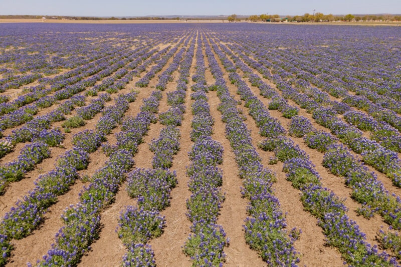 Catch the beautiful blooms at the largest working wildflower farm in