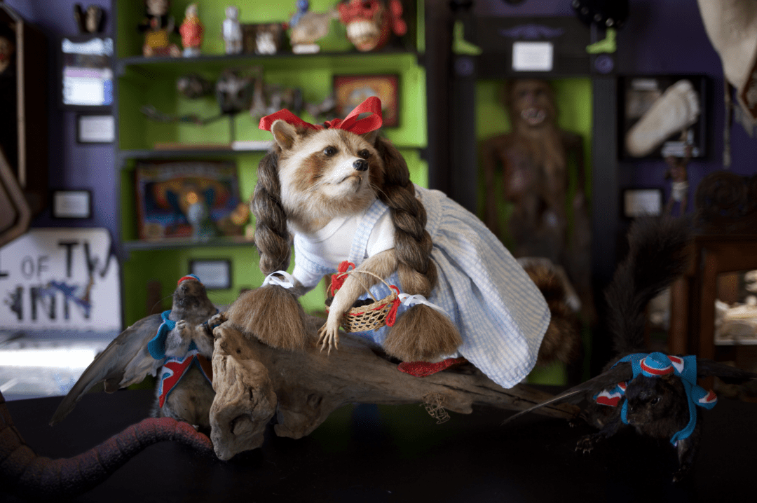 a taxidermy raccoon is dressed up like dorothy from the wizard of oz on display in a shop