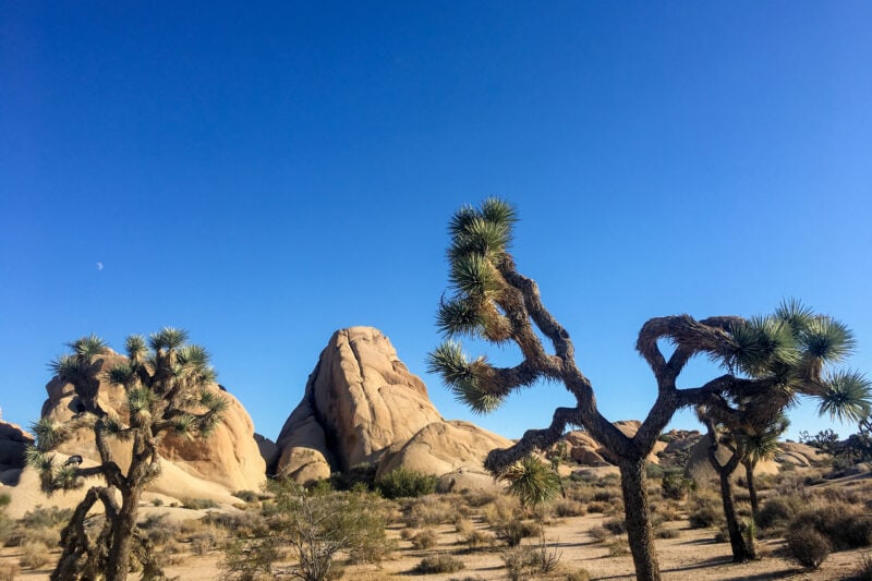 a desert landscape with joshua trees and brown rock formations set against a blue sky