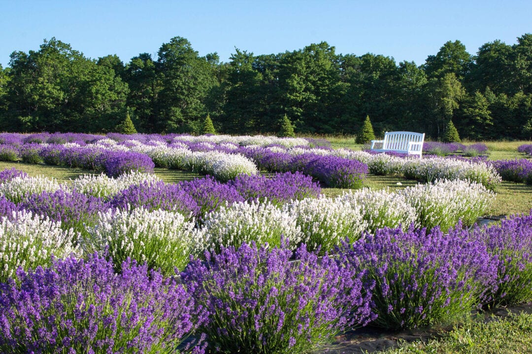 a lavender farm with purple and white flowers and a white bench under a blue sky