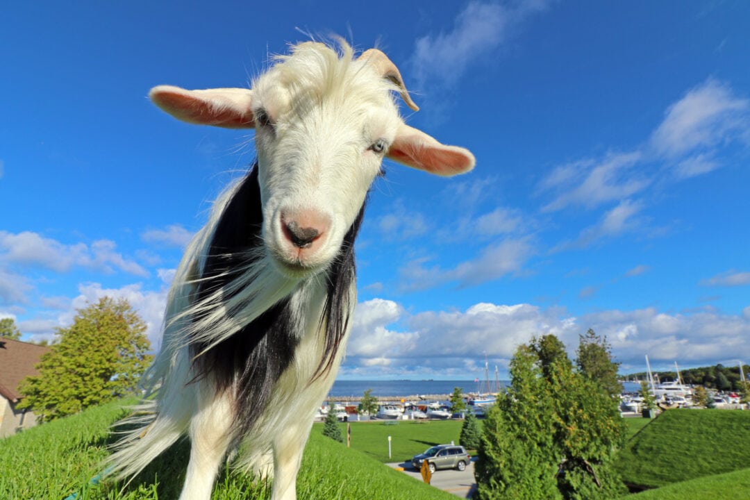 a goat on a sod-covered roof under a bright blue sky
